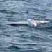Румунські військові знищили два дрони рф біля газового проєкту Neptun Deep у морі