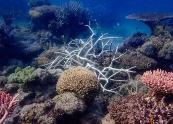 В Австралії похолодання допомогло Великому Бар’єрному рифу уникнути масштабнішого знебарвлення коралів