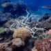 В Австралії похолодання допомогло Великому Бар’єрному рифу уникнути масштабнішого знебарвлення коралів