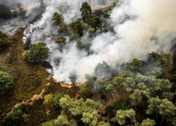 У Нідерландах не можуть загасити масштабну лісову пожежу поблизу кордону з Німеччиною