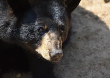 У США голодні ведмеді забрідають у будинки та крамниці рекордною кількістю