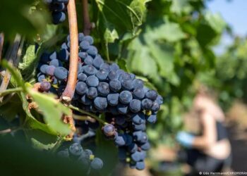 У Німеччині виноград збирають рекордно рано через спеку: очікується, що врожай буде меншим