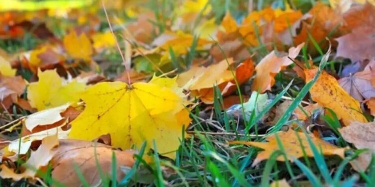 Без опадів і до +23° – якою буде погода в Україні 29 вересня