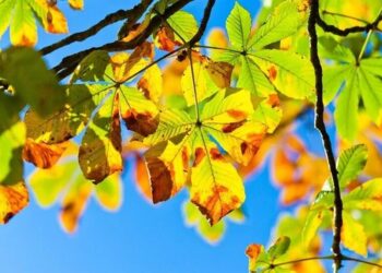 Циклон відступає: в Україні припиняться дощі та потеплішає до +22°