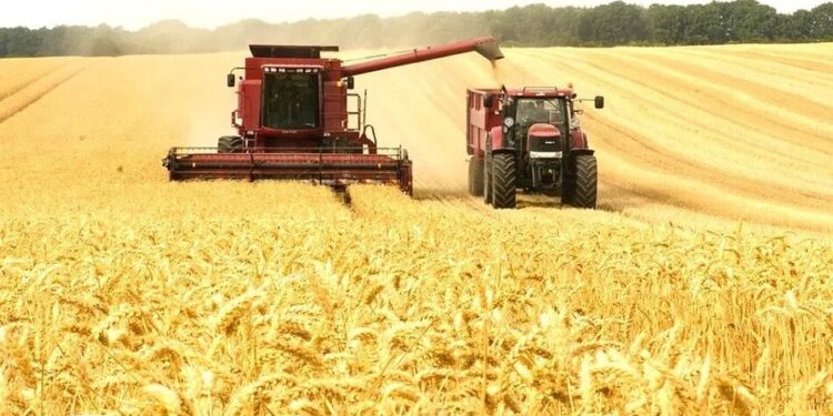 В Україні обмолотили 72% прогнозованих площ зернових: які області лідирують