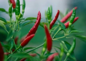 Топ-10 рослин, які захищають оселі від негативу та невдач