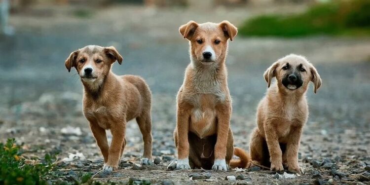В Україні готують зміни у захисті тварин – чи стане покарання за жорстокість ефективнішим