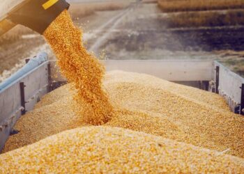 рф шукає нові маршрути для експорту зерна після різкого обвалу через Чорне море – розвідка